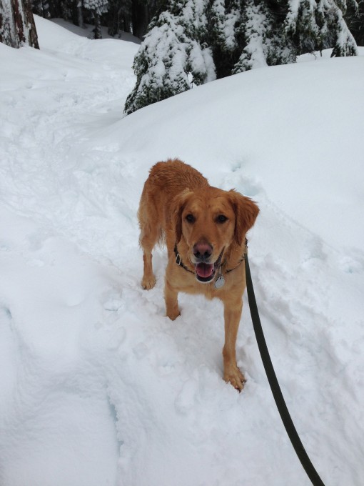 Latigo LOVES the snow!
