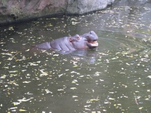 Hippo!