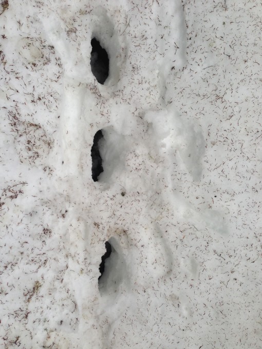 My three successive steps into the three foot deep snow