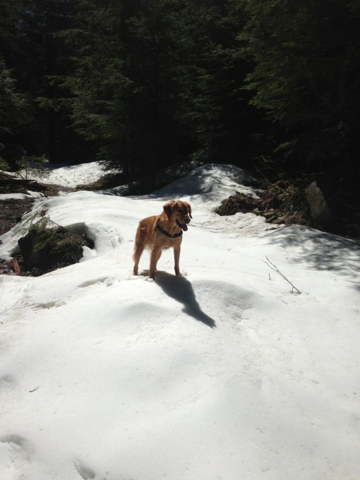 Latigo was loving the snow, unlike his human companions!