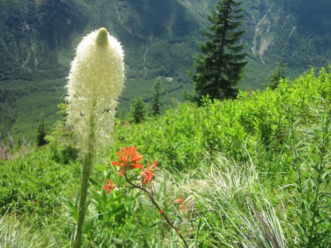 Beargrass that only blooms every 7 years!