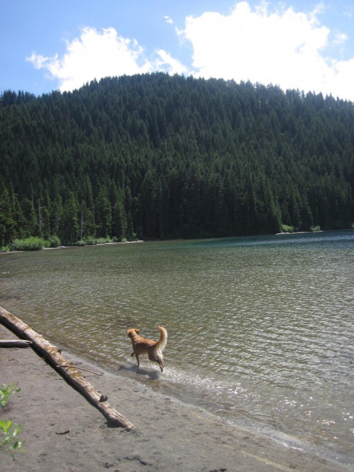 Latigo taking a quick swim at our stop at Deadman's Lake