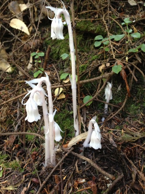 Odd fungus we encountered on our hike
