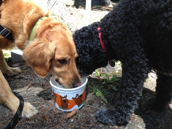 Latigo and Beth getting a drink after the hike