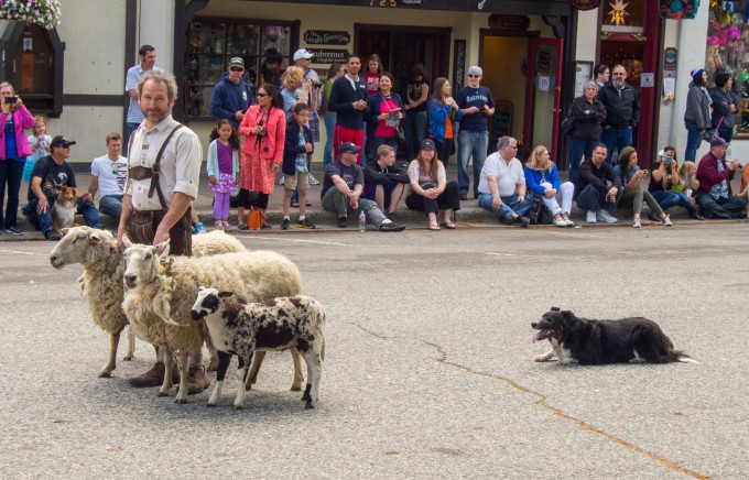 Best part of the parade, the sheep dog worked tirelessly to keep the lambs in their spots!