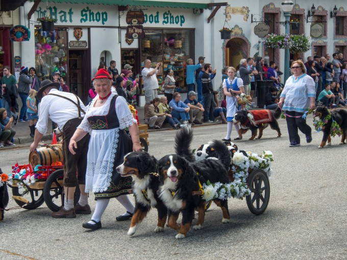 The parade ended with probably 200 Bernese Mountain Dogs!