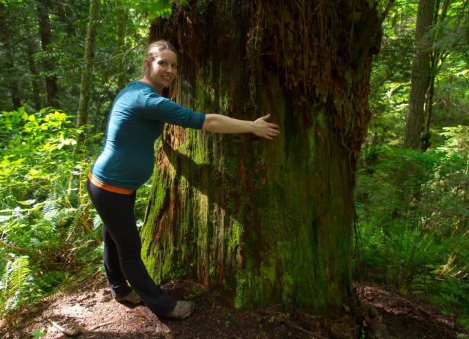 Giant western red cedar stump