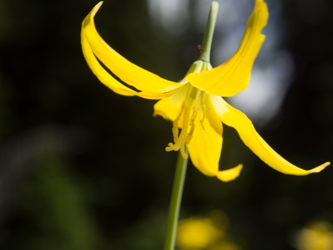 Glacier Lily on the beginning of the trail.