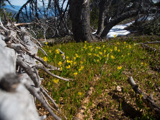 Patches of glacier lilies abound in June