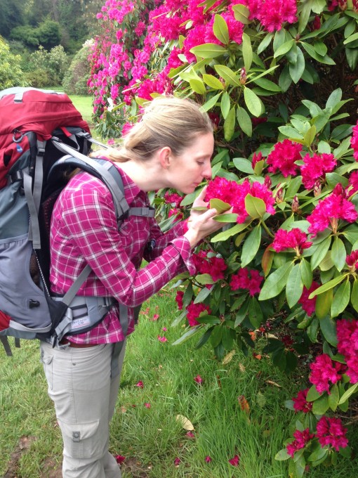 Stopping to smell the rhododendrons