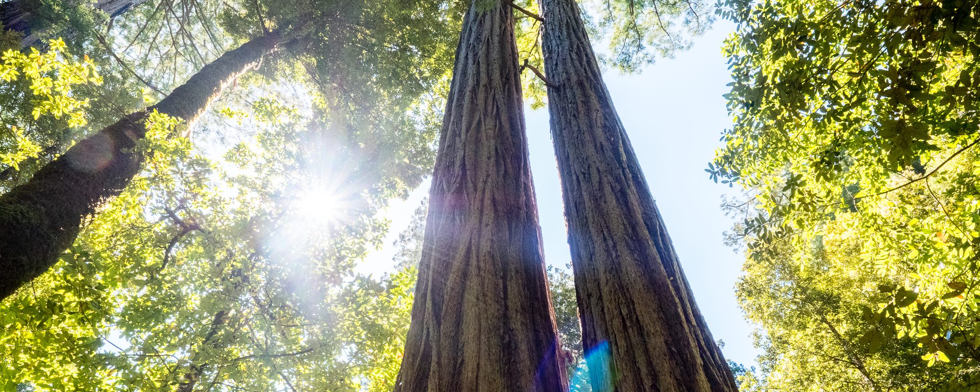 3 Day Itinerary: Redwood National Park with Kids