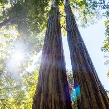 3 Day Itinerary: Redwood National Park with Kids